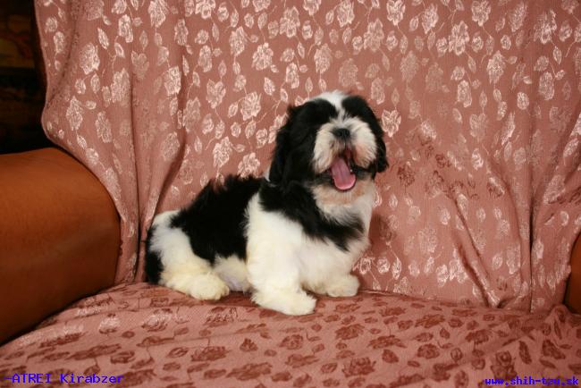 medium_shihtzu_11965353023.JPG