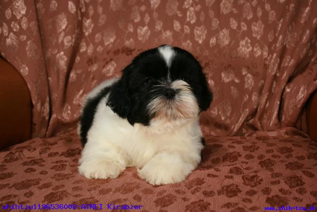 medium_shihtzu_11965362481.JPG