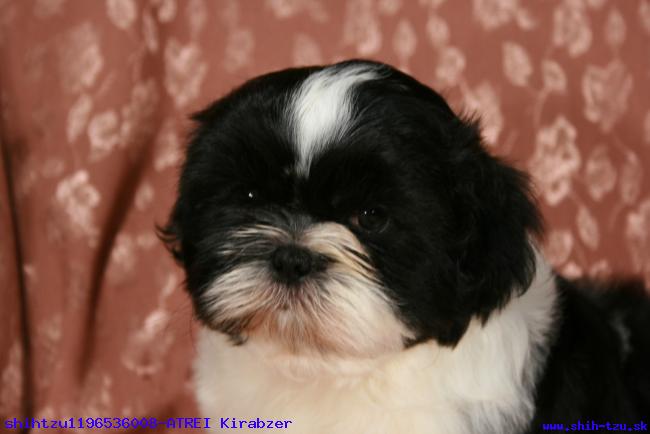 medium_shihtzu_11965363424.JPG