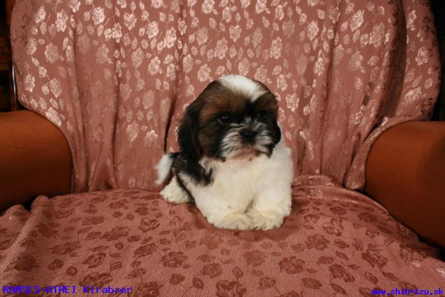 medium_shihtzu_11965930952.JPG
