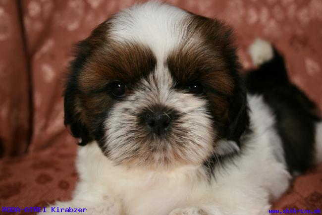 medium_shihtzu_11965954725.JPG