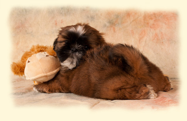 shih tzu website shih tzu atrei kirabzer shihtzu shi tzu ši tzu shih tzu website shih tzu atrei kirabzer shihtzu shi tzu ši tzu